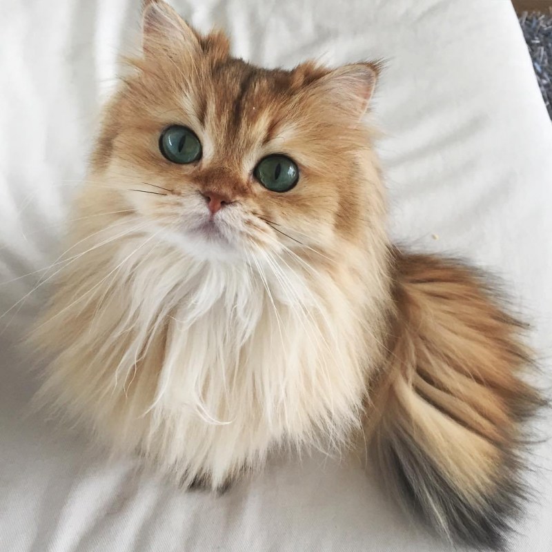 Британская длинношерстная кошка смузи котята