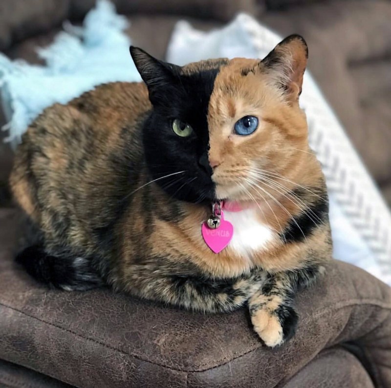 Кошка Венера Химера