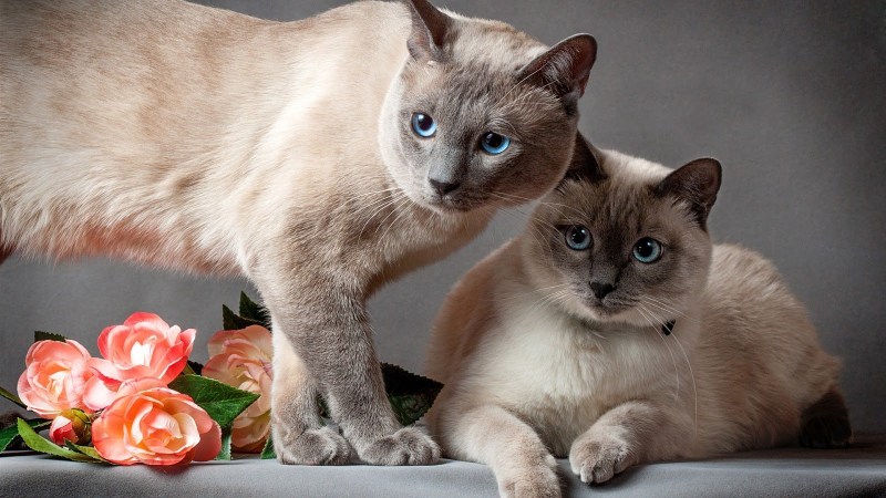 Тайская и Бурманская кошка