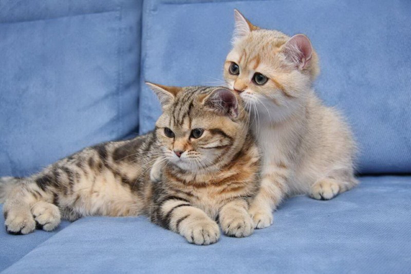Котенок простой породы