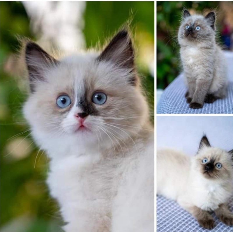 Котята породы Рэгдолл счастье в дом