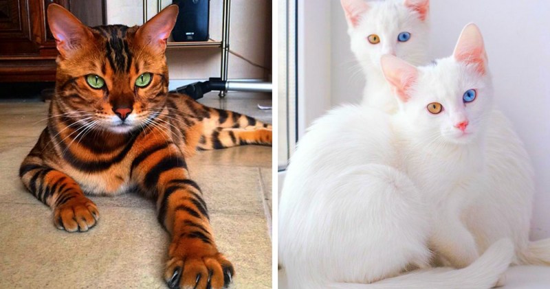 Коты разных пород
