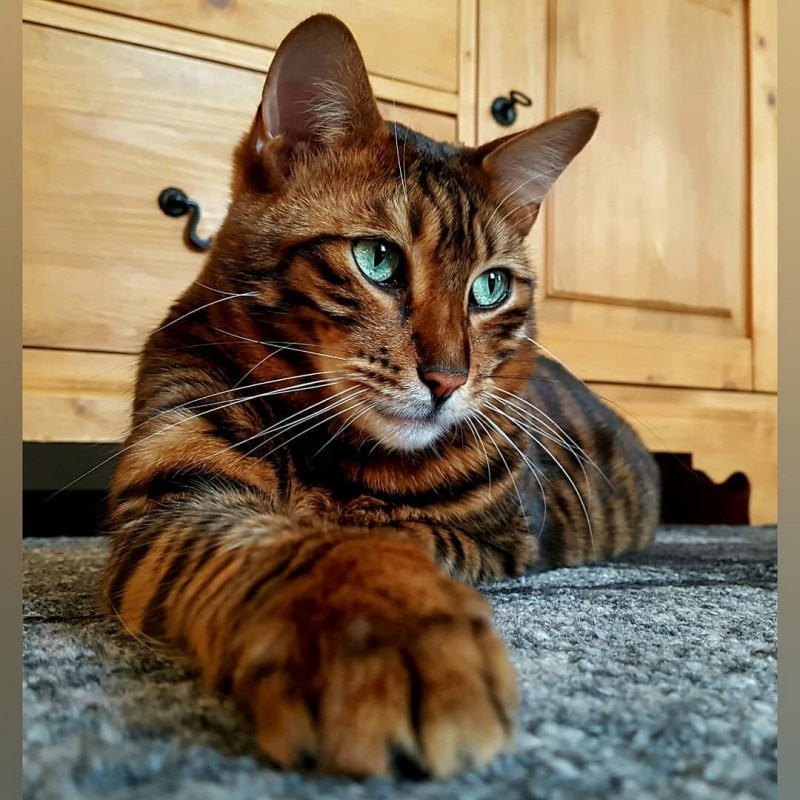 Кот тойгер