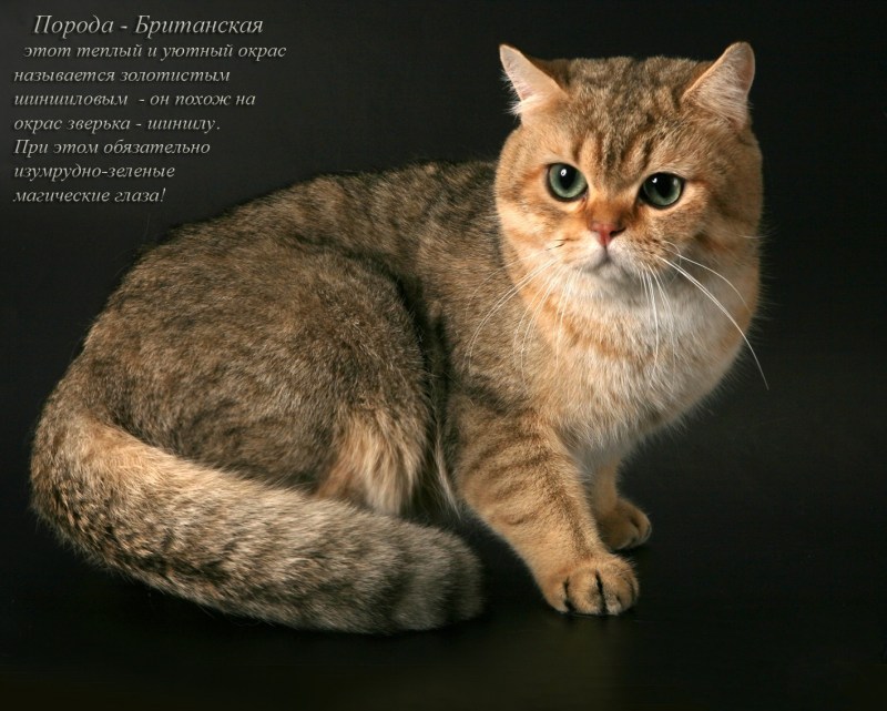 Породы кошек с названиями
