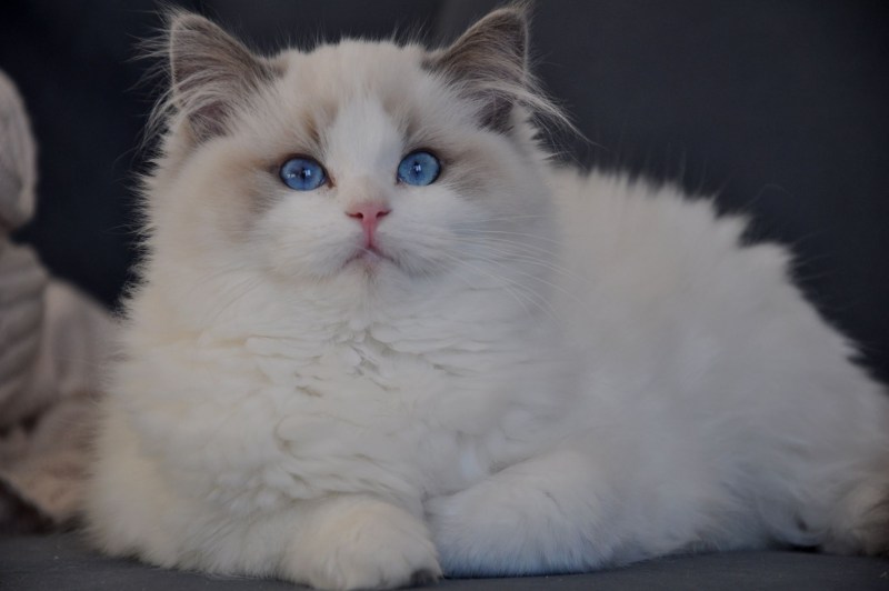 Коты Рэгдолл