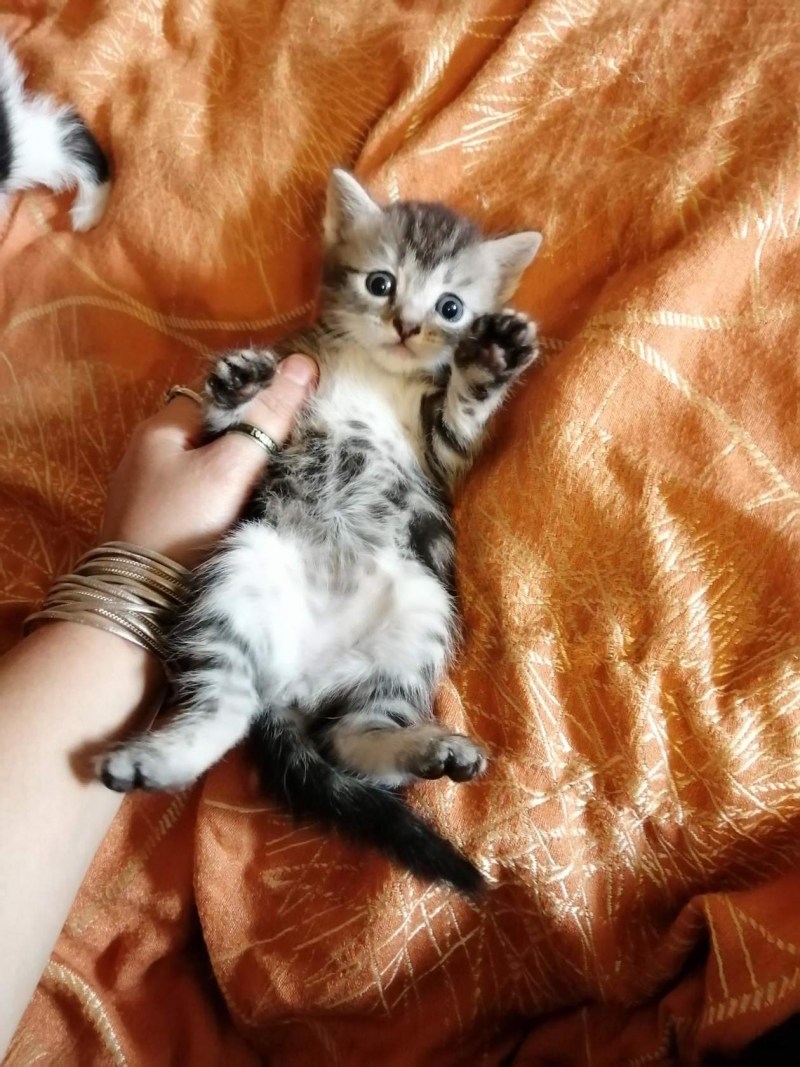 Котята не породистые