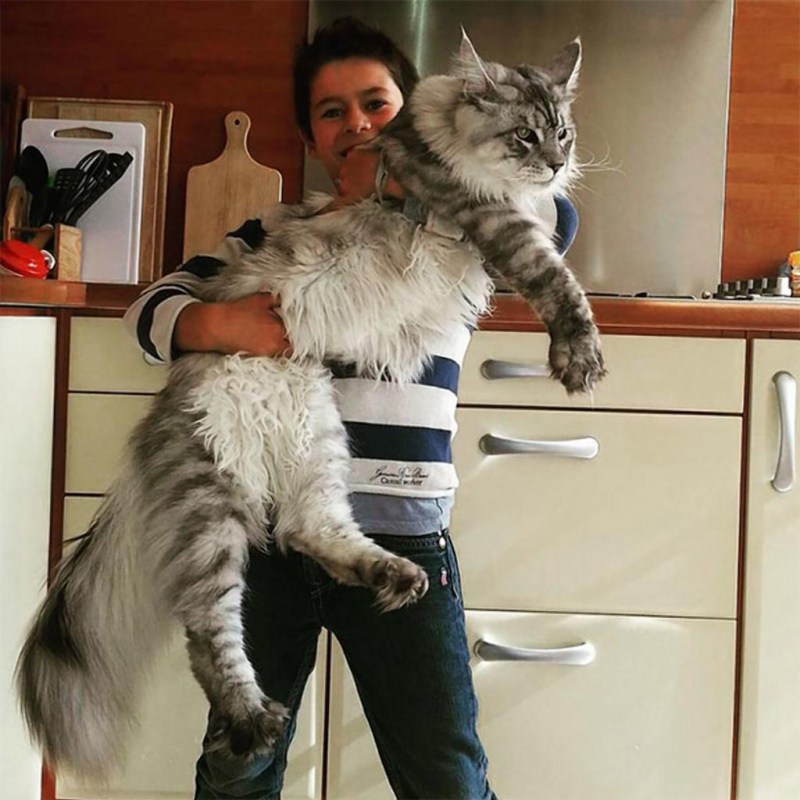 Мейн кун большой