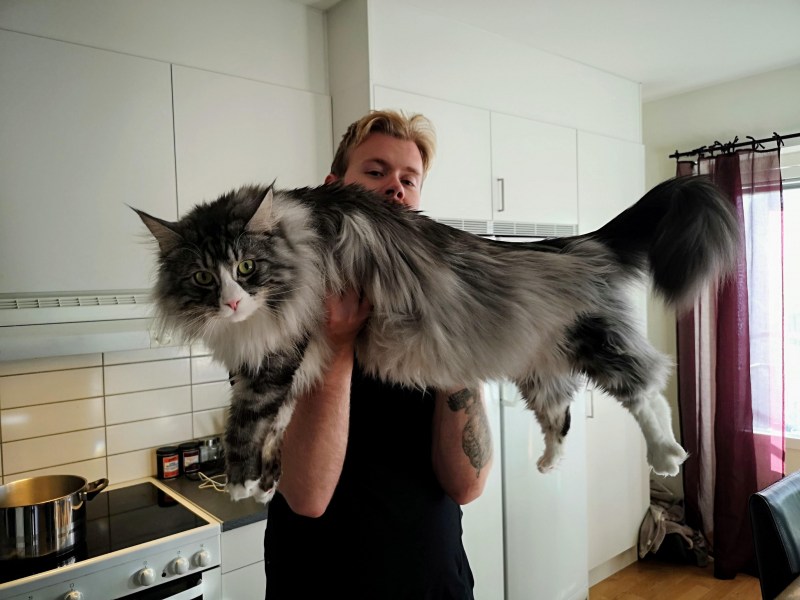Кот Мейн кун с человеком
