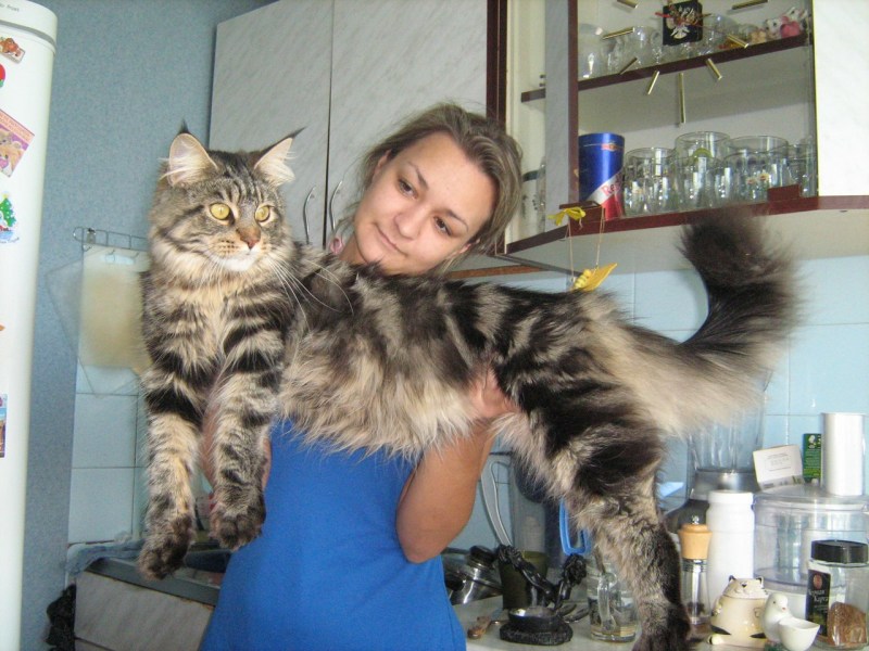 Мэйкун вес