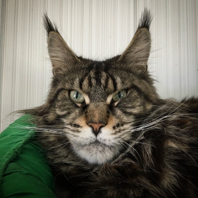 Кот Мейн кун