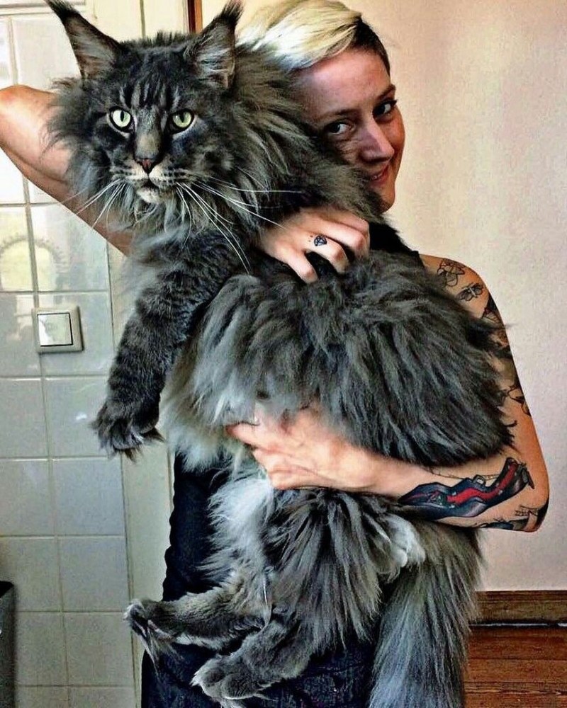 Кот Мейн кун с человеком