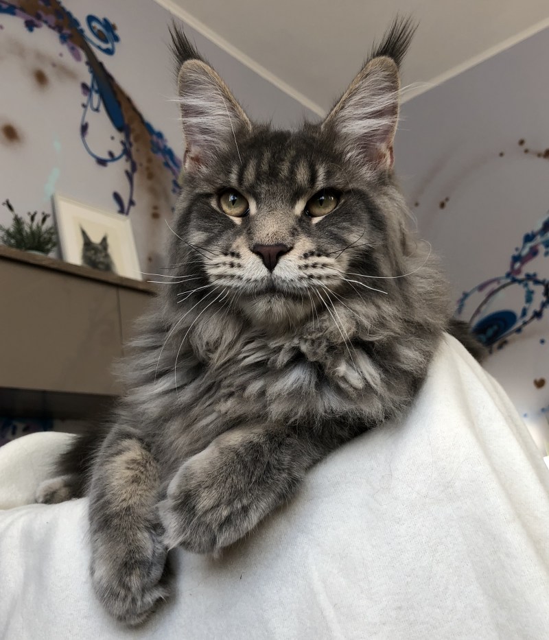 Кот Мейн кун