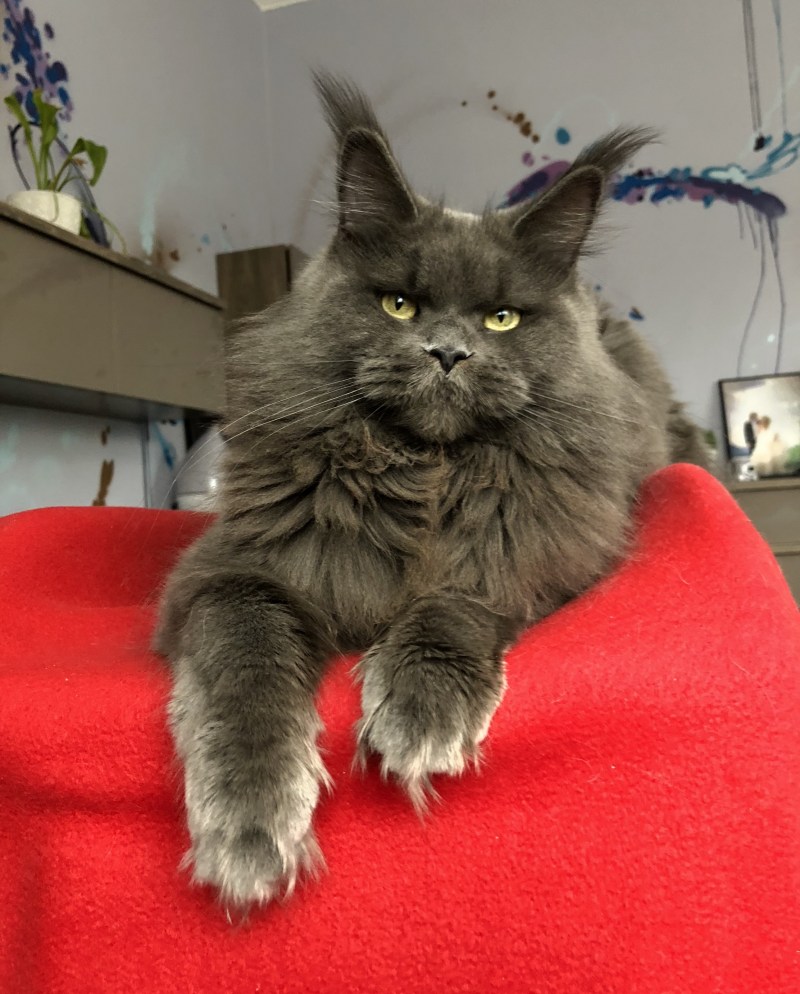 Коты Мейн куны