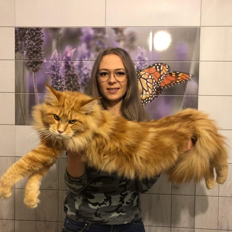 Кот Ксении Бородиной Мейн кун
