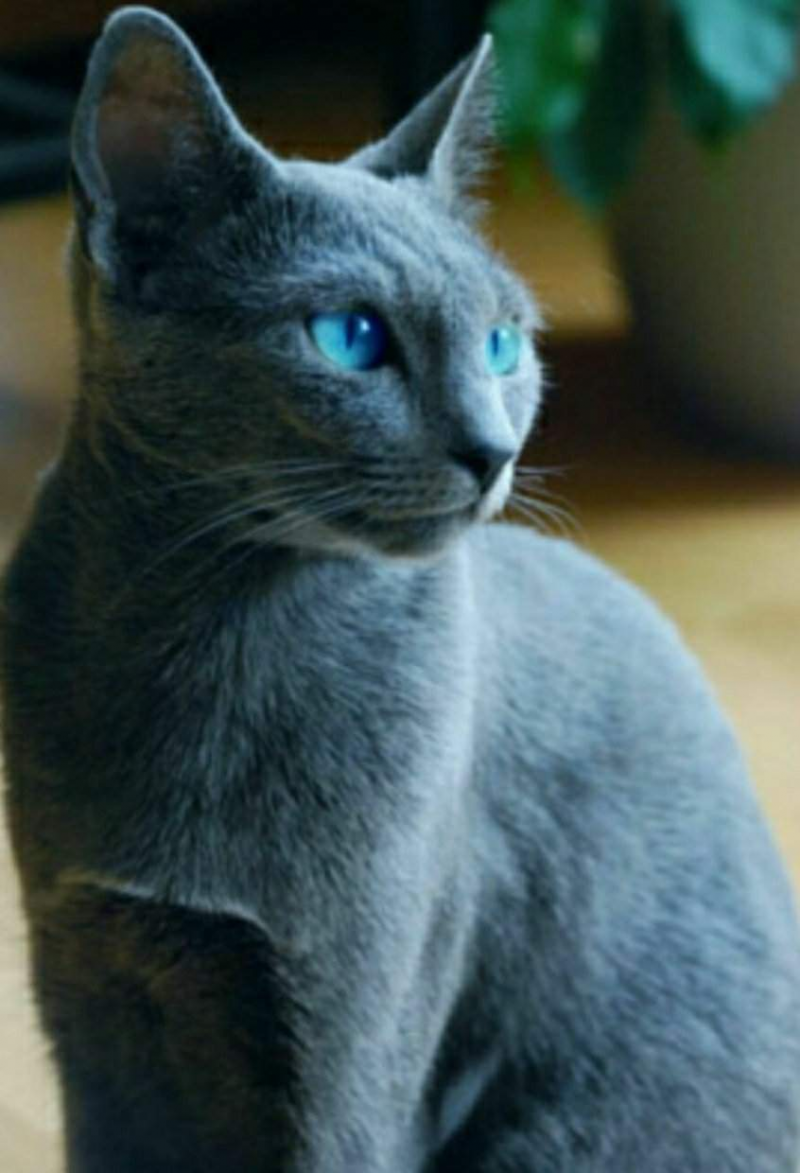 Русская голубая короткошерстная кошка