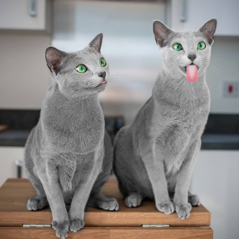 Кот котя валяние из шерсти