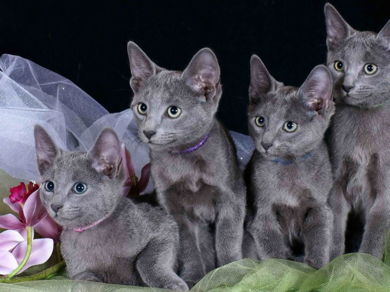Сибирский голубая кошка короткошерстная