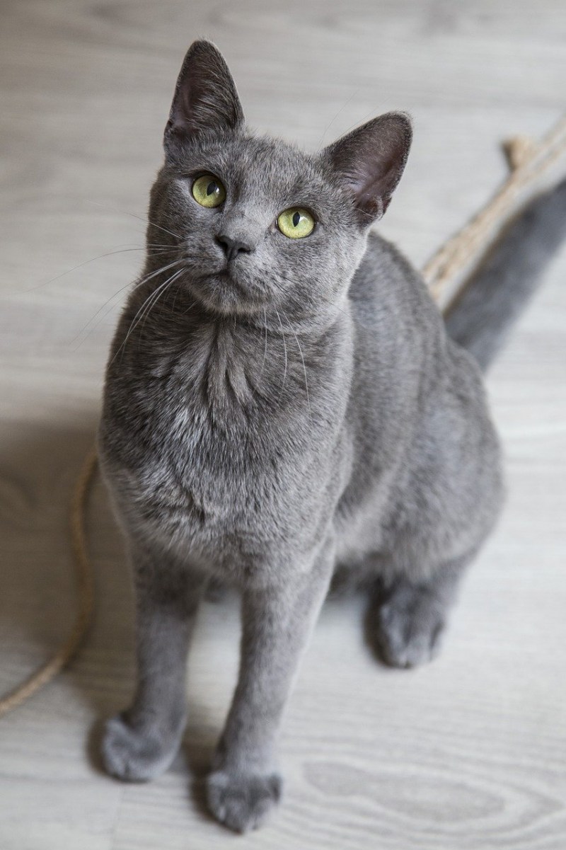 Сибирский голубая кошка короткошерстная