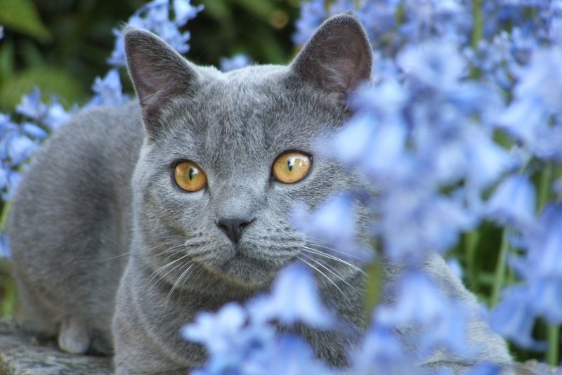 Сибирский голубая кошка короткошерстная