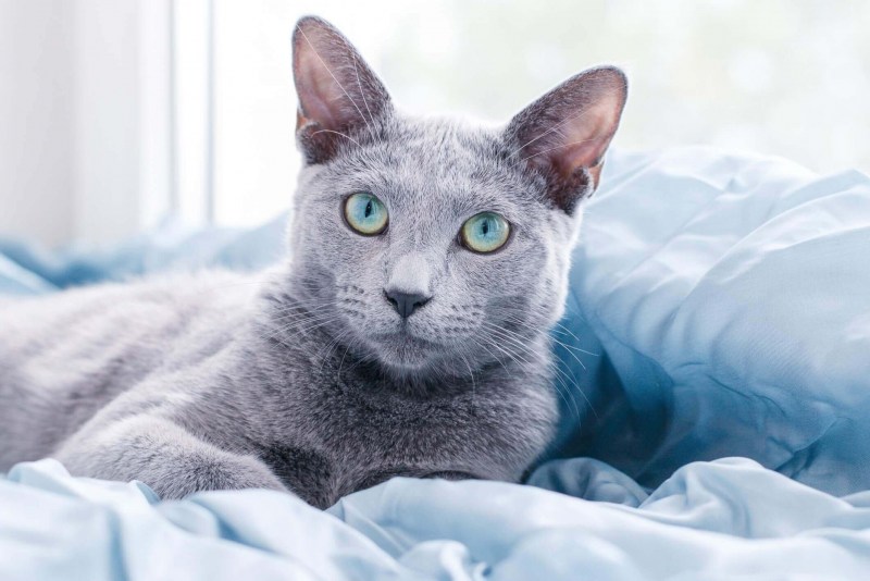 Сибирский голубая кошка короткошерстная