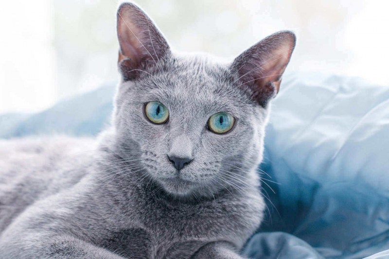 Нибелунг кошка