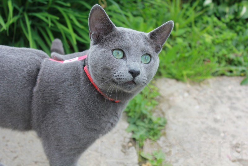 Русская голубая кошка