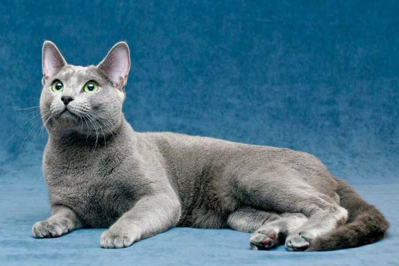 Русская голубая кошка котята