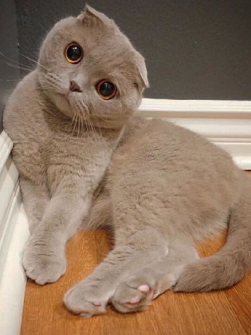 Вислоухий скоттиш фолд Султан