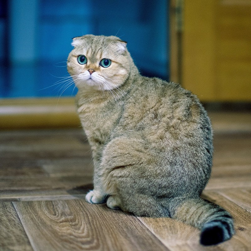 Скоттиш-фолд Шотландская вислоухая кошка