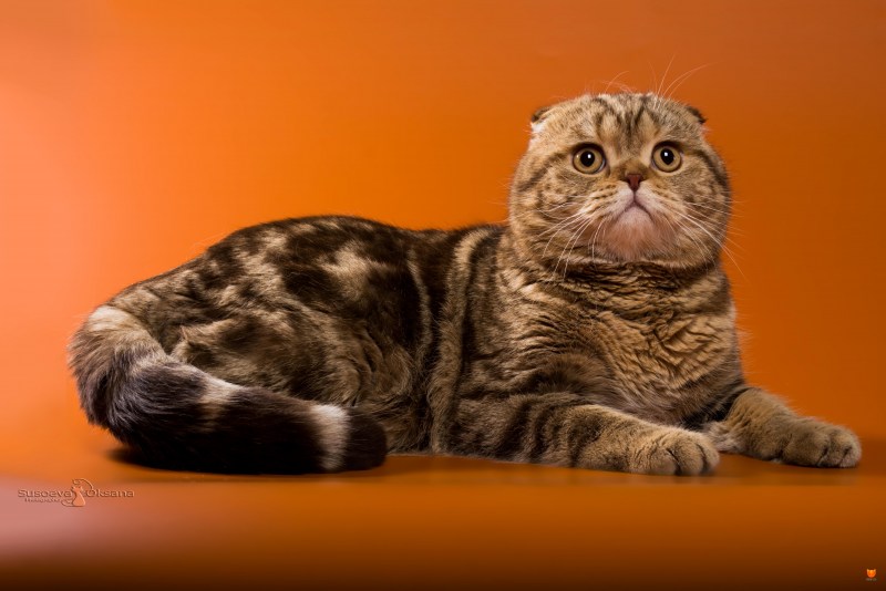 Кот породы шотландский скоттиш фолд