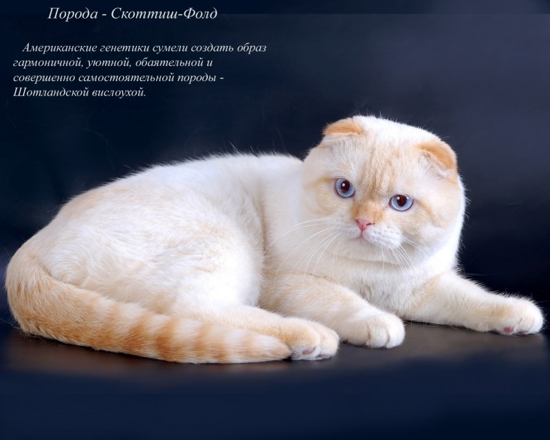 Шотландские коты скоттиш фолд