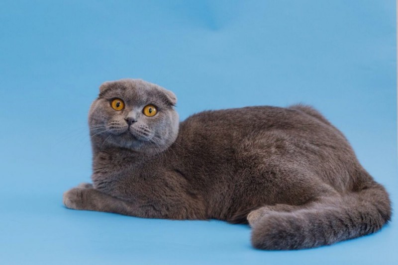 Шотландская вислоухая кошка