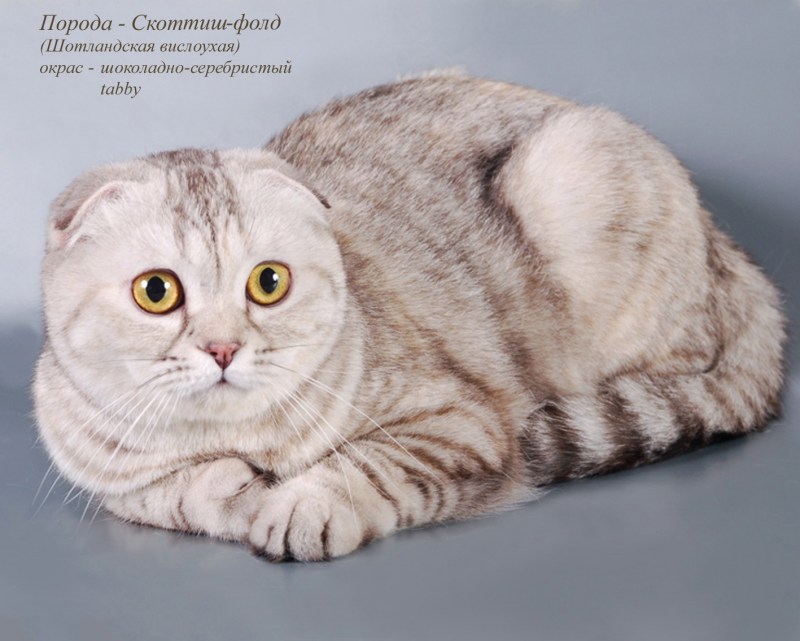 Скоттиш-фолд Шотландская