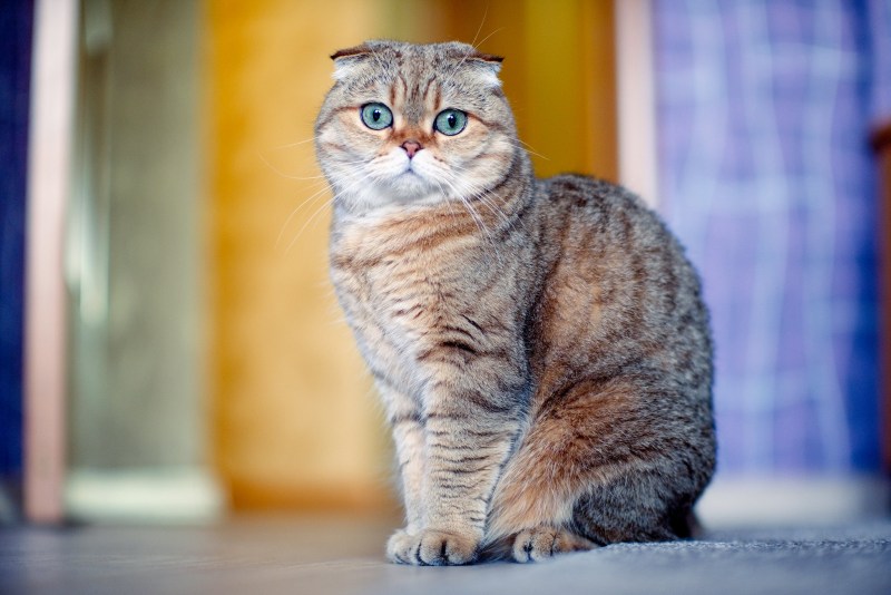 Скоттиш-фолд Шотландская вислоухая кошка
