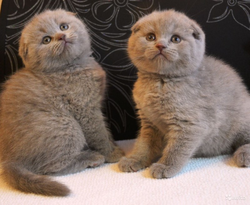 Шотландская вислоухая кошка