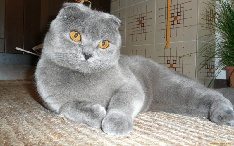 Шотландец кот