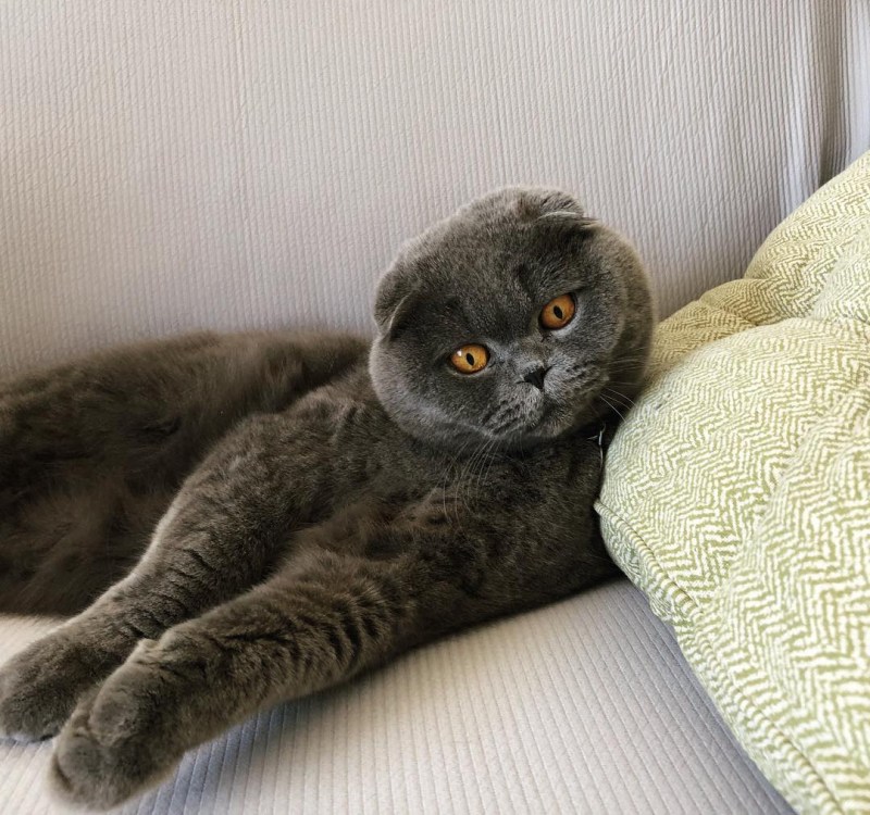 Шотландские вислоухие коты