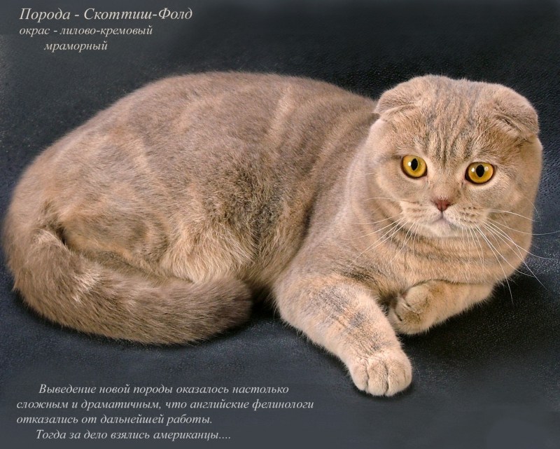 Шотландские вислоухие коты
