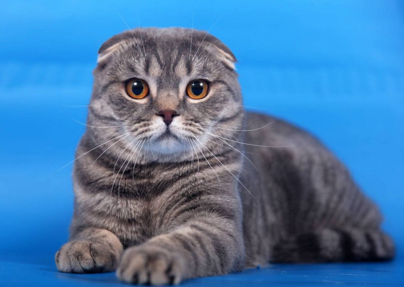Шотландская кошка скоттиш фолд