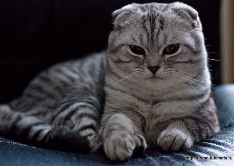 Шотландская вислоухая кошка фолд