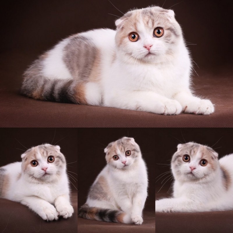 Шотландская вислоухая кошка