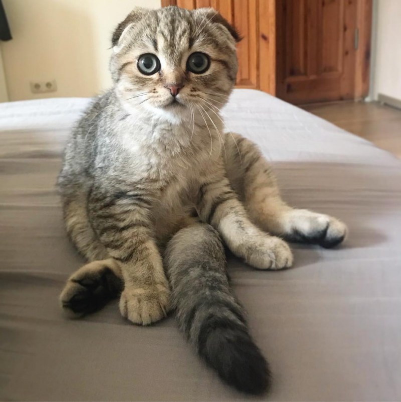 Шотландская вислоухая кошка