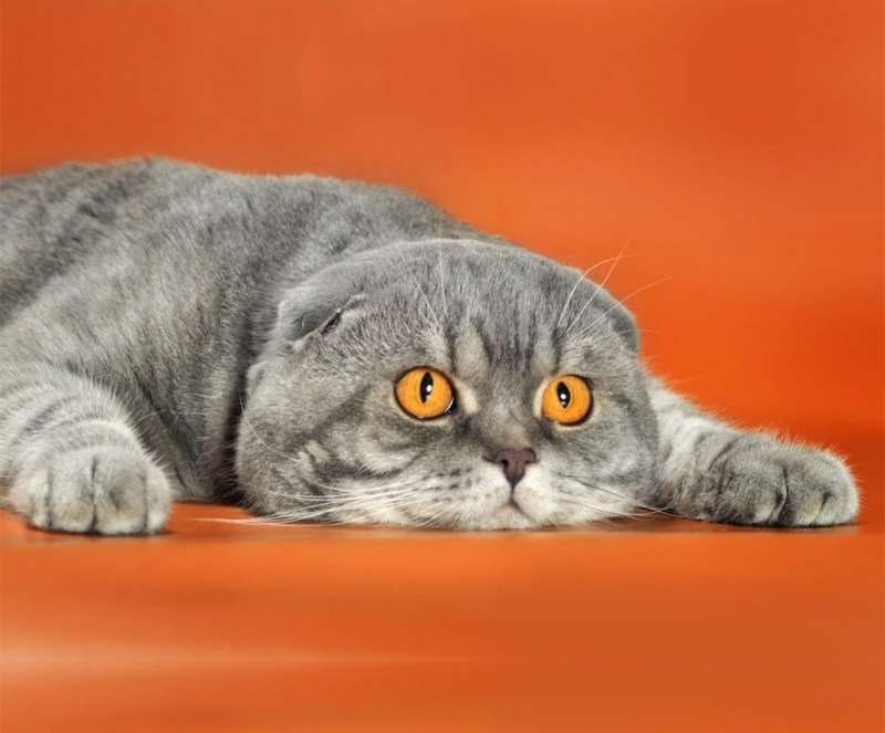 Шотландская вислоухая кошка