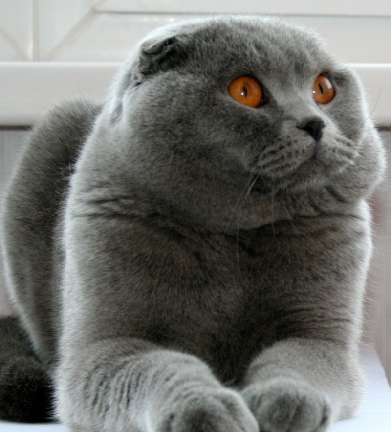 Скоттиш фолд камео
