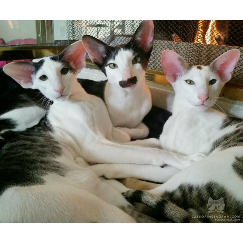 Коты ориенталы грузины