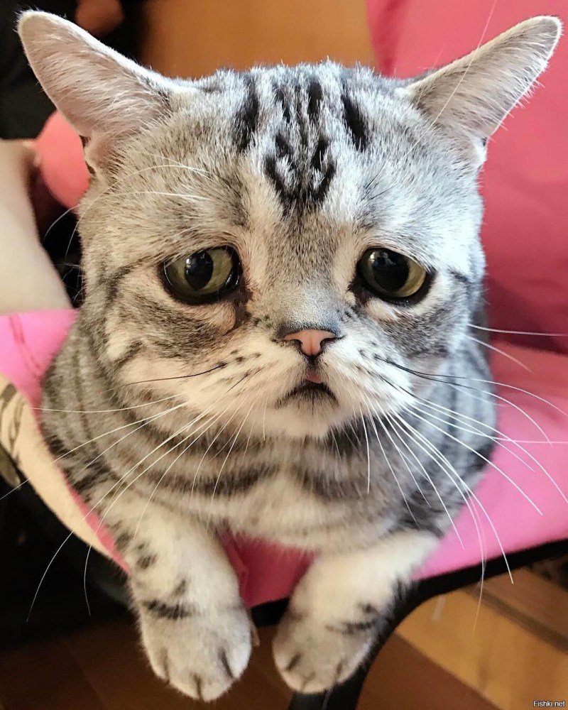 Луху кошка