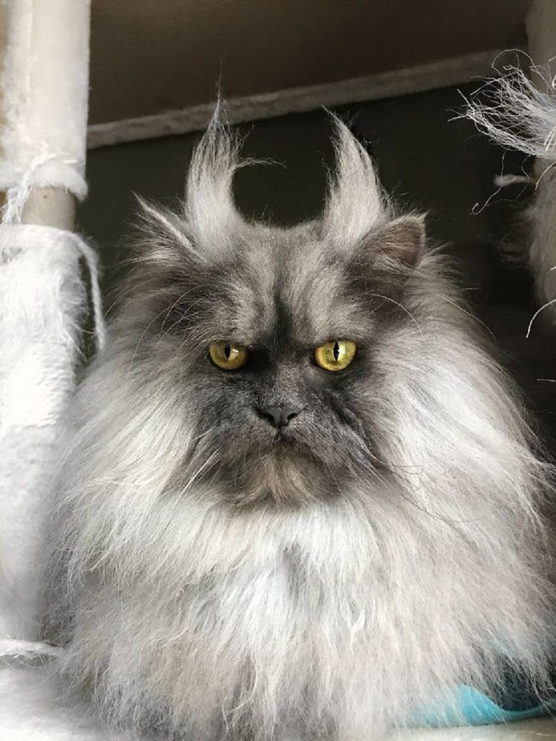 Кот Джуно порода