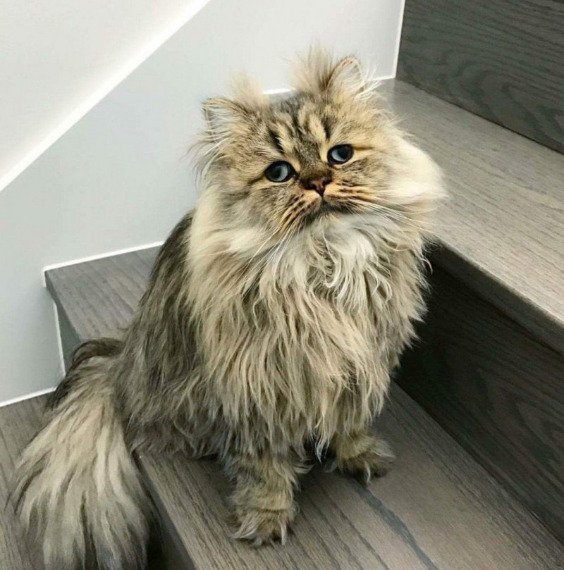 Кот Барнаби