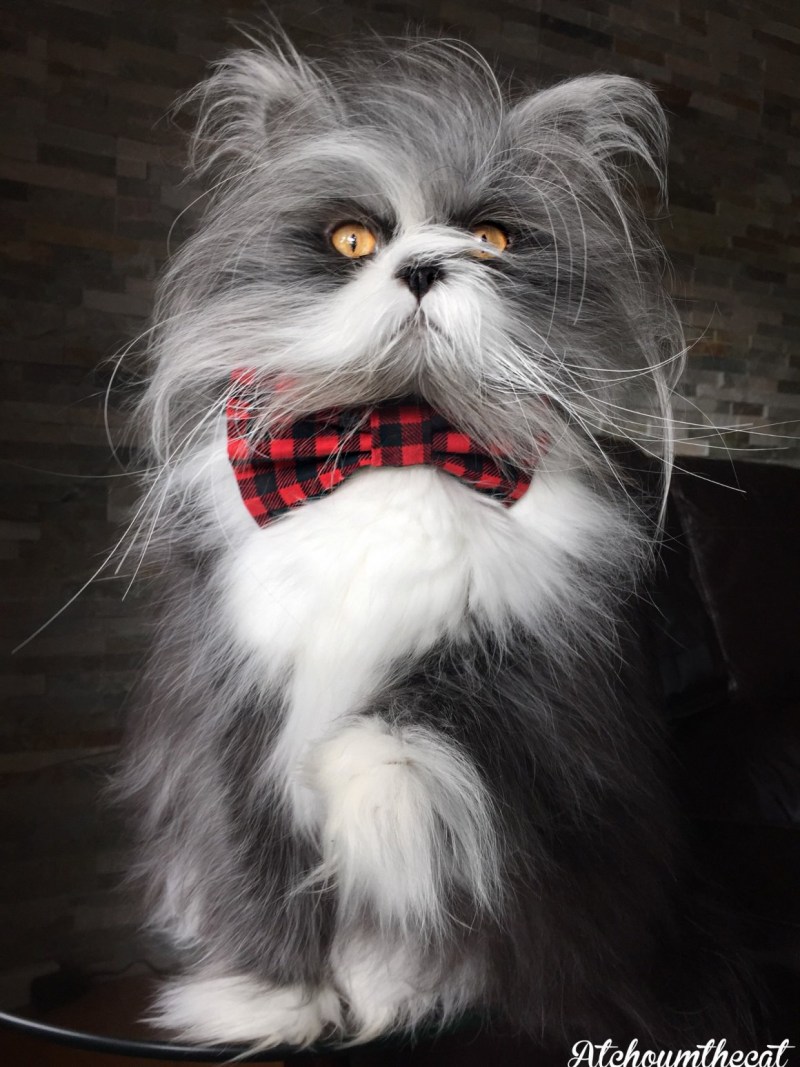 Лохматый кот Чихун