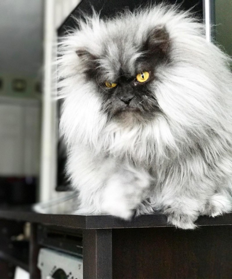 Злой кот Джуно
